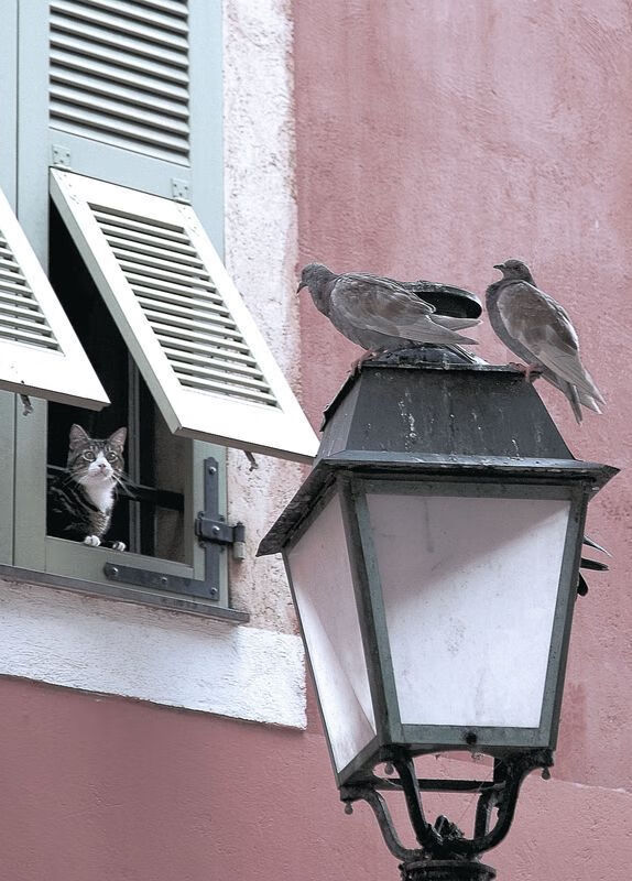 塔图姆的跨界统治，湖人对阵骑士全明星赛中的压制级表演