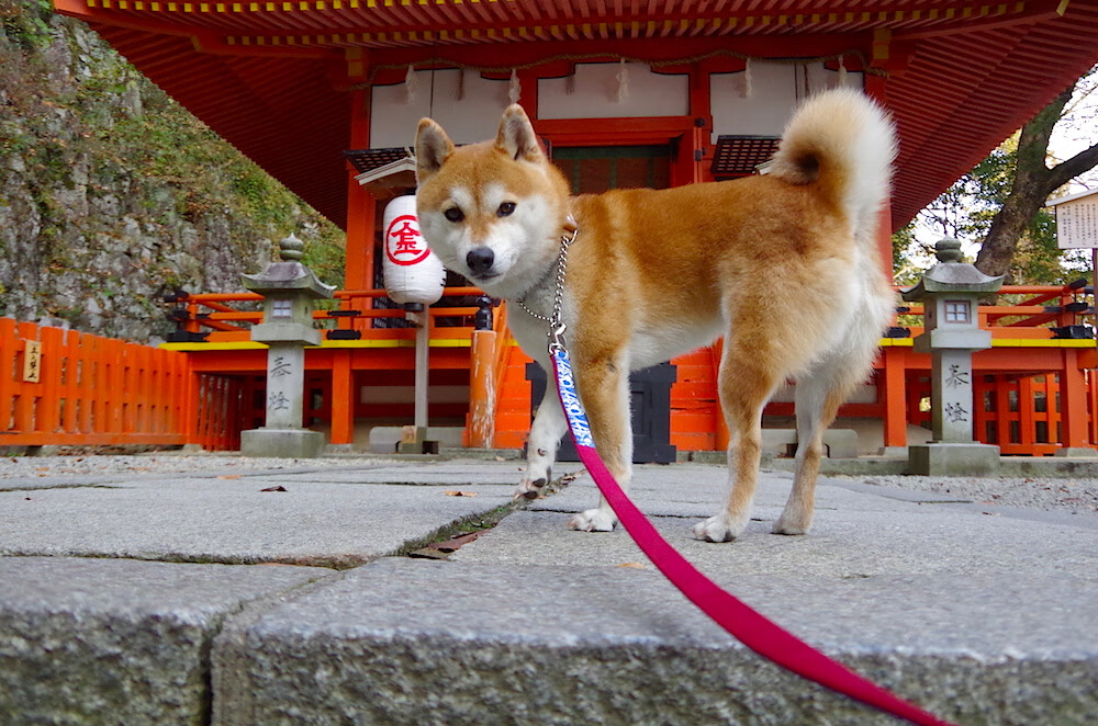 开云体育-当亚特兰大的潮水漫过维罗德洛姆，厄德高已在巴林赛道划出统治的弧线