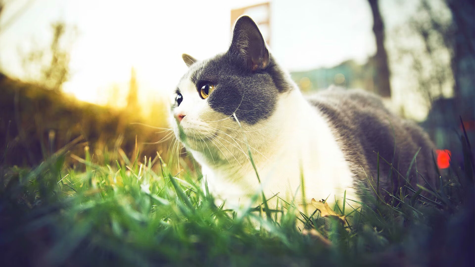 如果历史转向另一条岔路,魔术横扫步行者,爱德华兹在西决生死战接管比赛