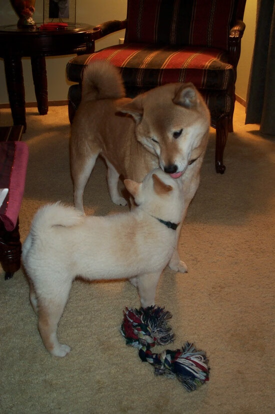 唯一绿茵奇观,当蓝白箭为沙漠之狐而战—劳塔罗客场戴帽撕裂防线赛后满分引爆网络