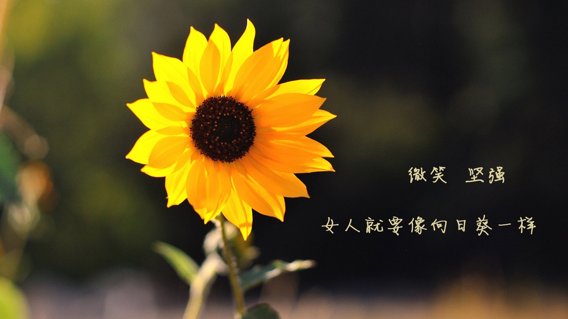 布鲁诺单节风暴，个人能力全面爆发，加拿大第三节狂潮击溃厄瓜多尔