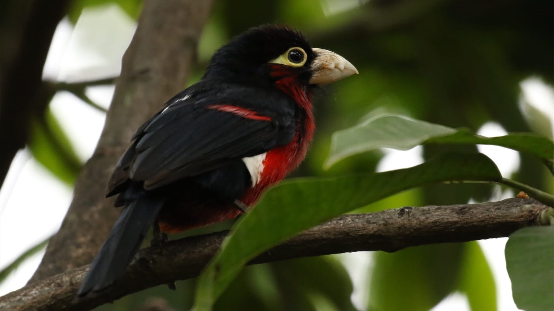 全能詹皇轰39分献制胜封盖，攻防两端统治比赛助湖人擒魔术