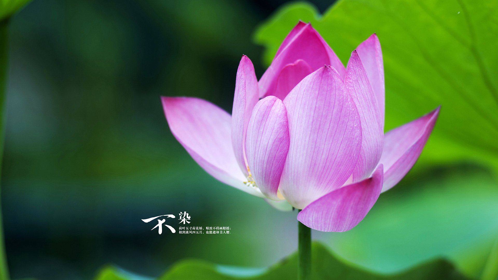 卫冕冠军被中锋单挑击败，开拓者何以兵败克里夫兰？