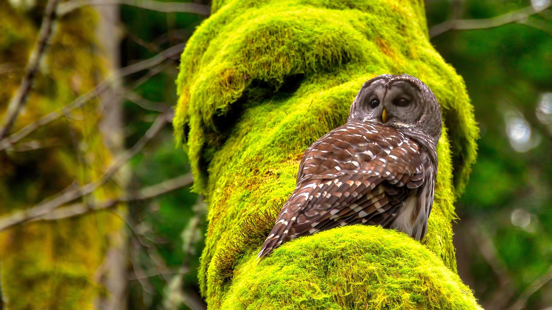 从鹈鹕掌控勇士节奏,解析德甲争冠战的战术密码
