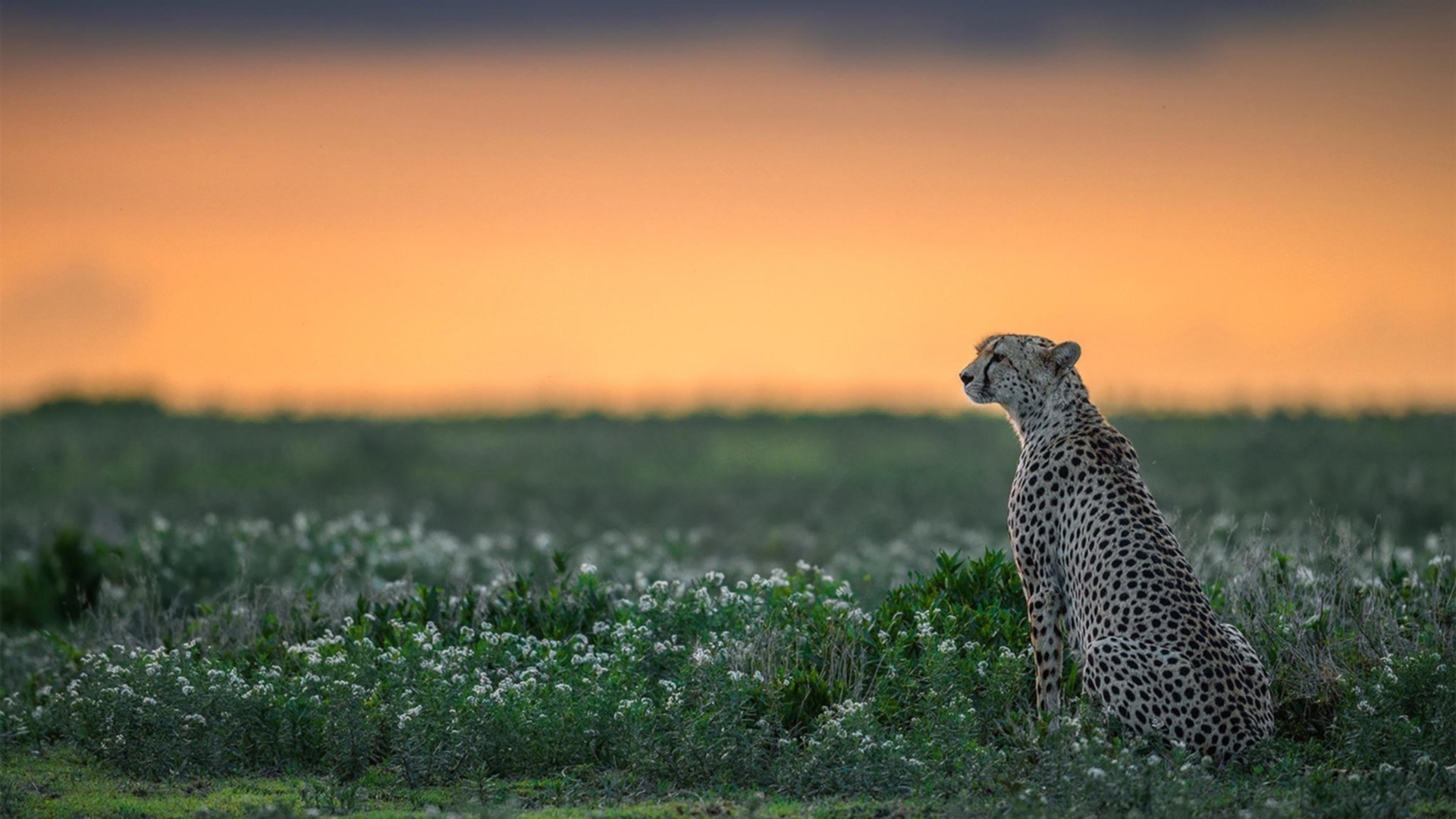 孔德一剑封喉！尤文决胜局惊险带走突尼斯，法国铁卫化身关键先生