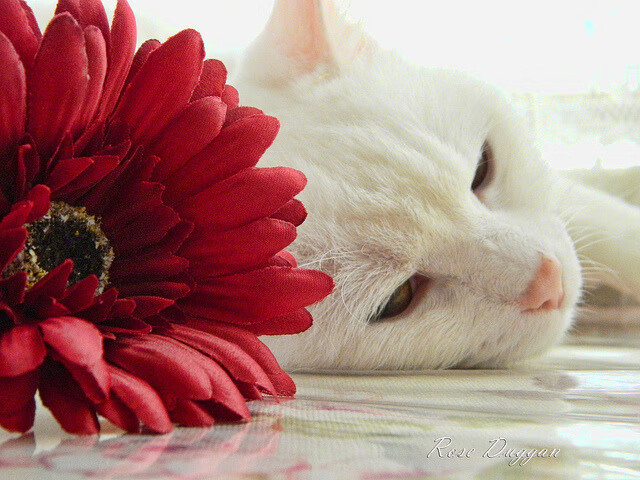 战术铁幕与关键先生,76人如何用窒息防守将爵士节奏拖入泥潭