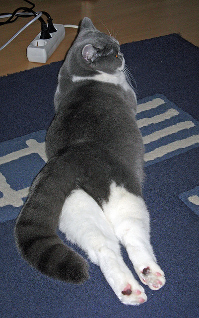 羊脂玉与钢铁森林,当新疆的弯月划过布鲁克林的夜空