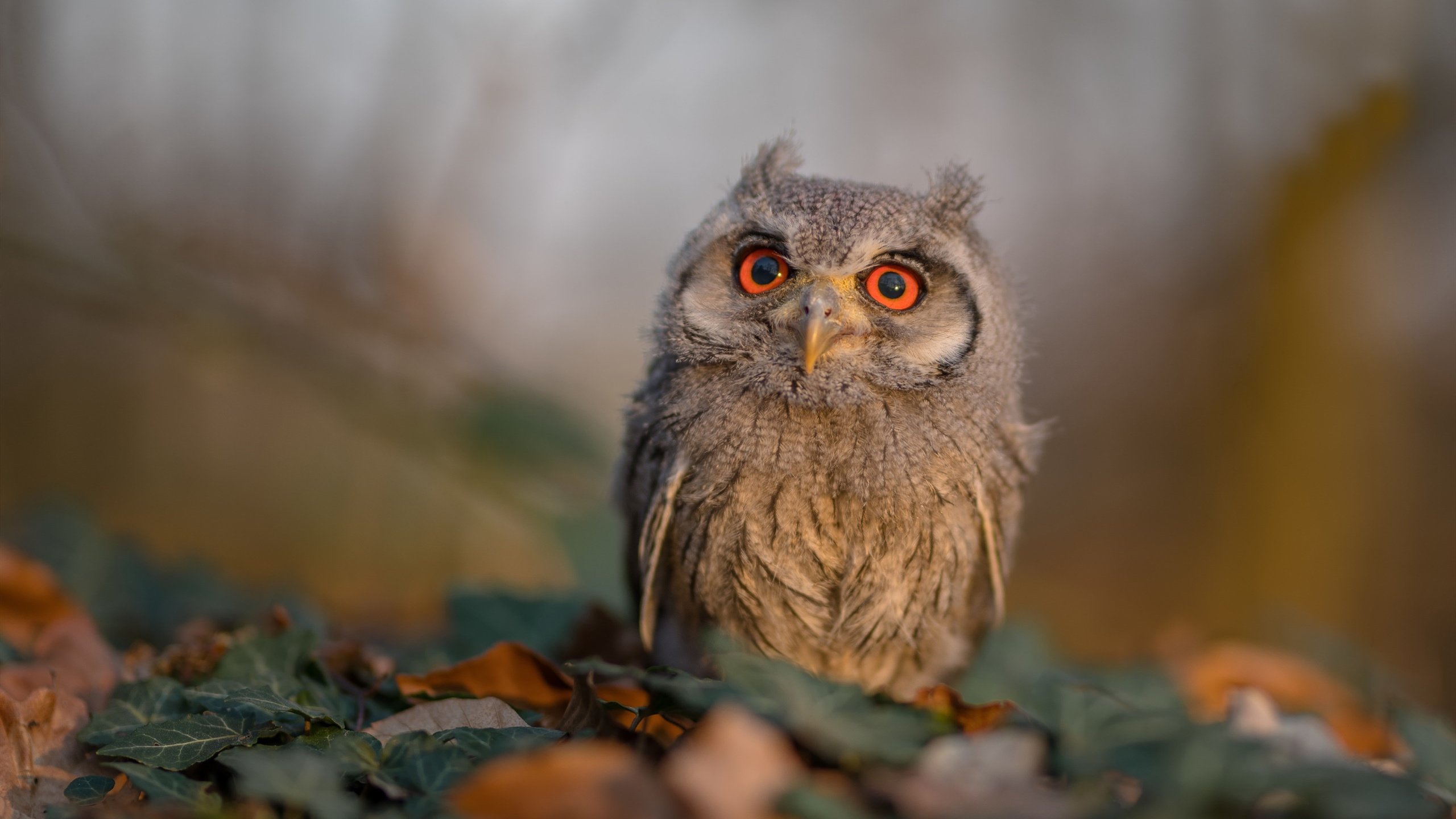 当德布劳内握上方向盘，一场关于统治力的跨界狂想