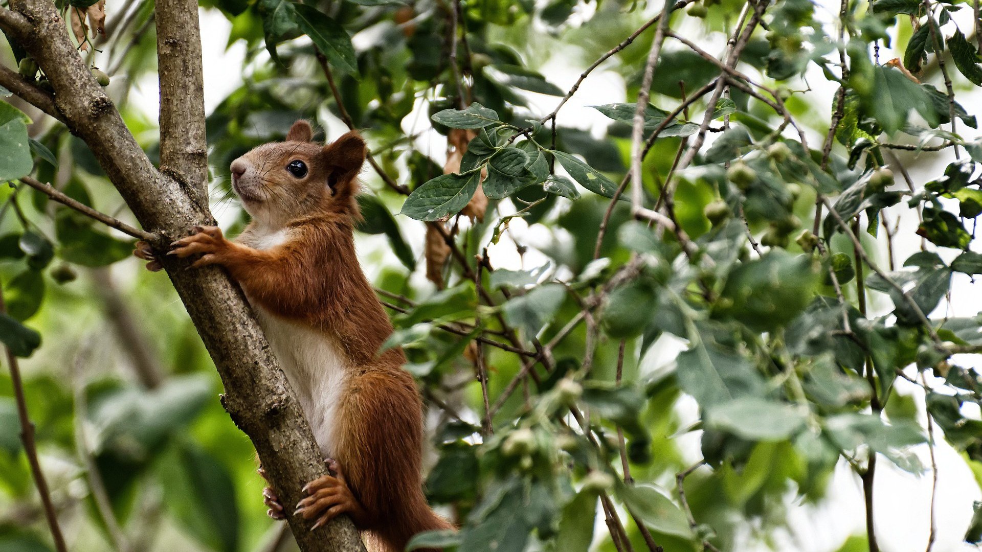 当世界屏住呼吸，尼斯的利刃与孙兴慜的子弹，如何在同一夜晚定义接管